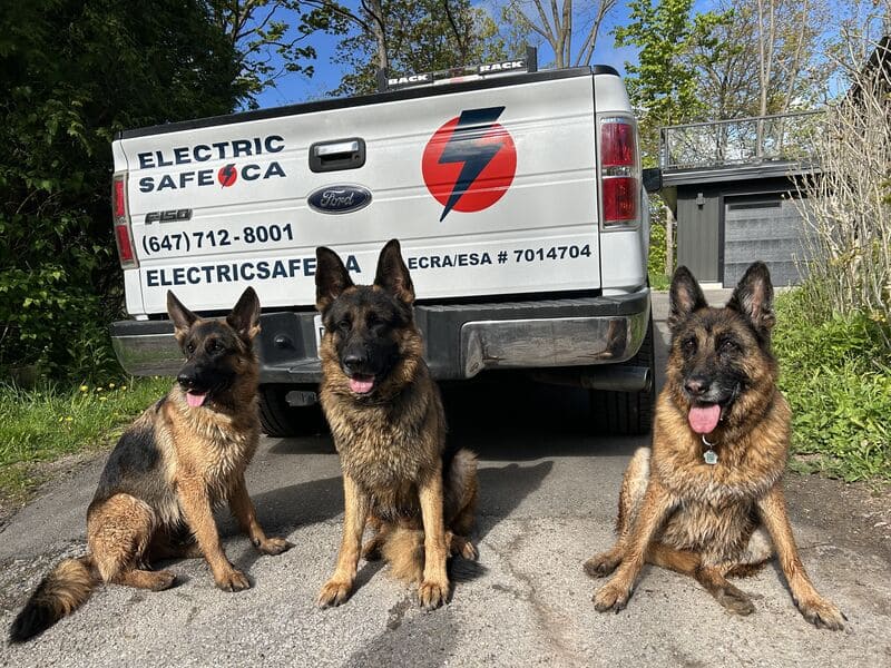 The back of an ElectricSafe fleet truck. In front of the vehicle are thre German Sheppard dogs, that are considered the electricians mascots.